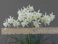 Narcissus 'AW 4216-1-20'